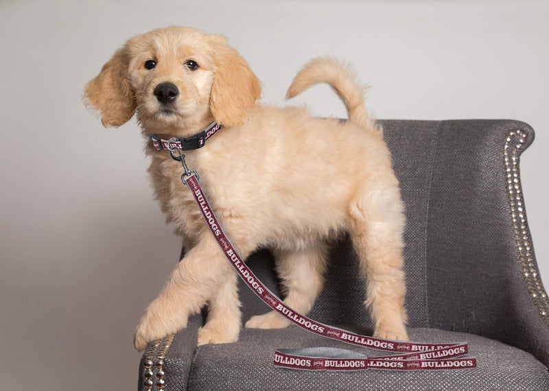 Pets First NCAA PET Leash, Large, Mississippi State Bulldogs, Dog Leash, Shiny & Colorful Leash for Dogs & Cats Licensed by The NCAA - Image 2